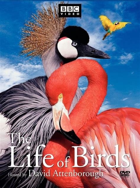 Flight of the Birds: Documenting the Life in Mativ